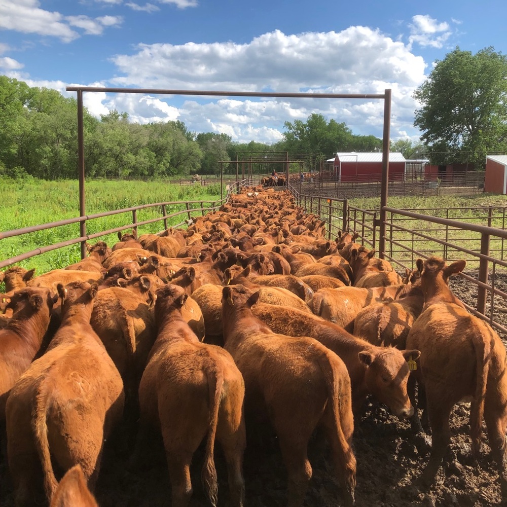 Meet your Posher, Connie